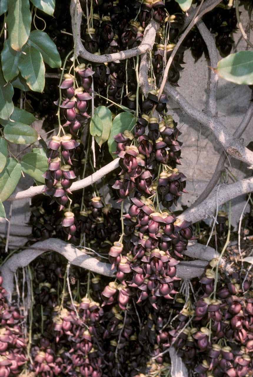 Mucuna sempervirens