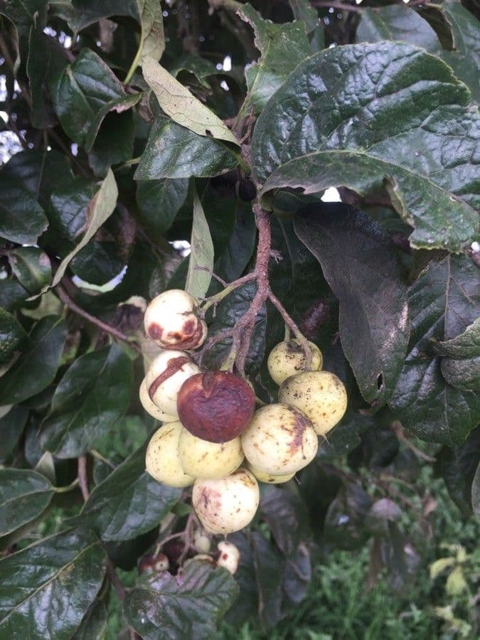 Ehretia latifolia