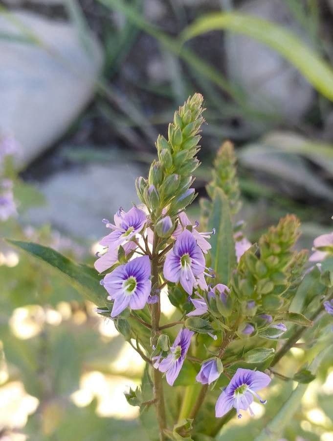 Veronica anagallis-aquatica