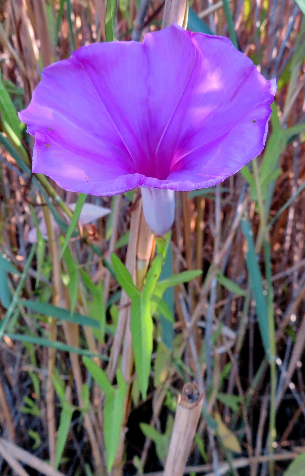 Ipomoea sagittata