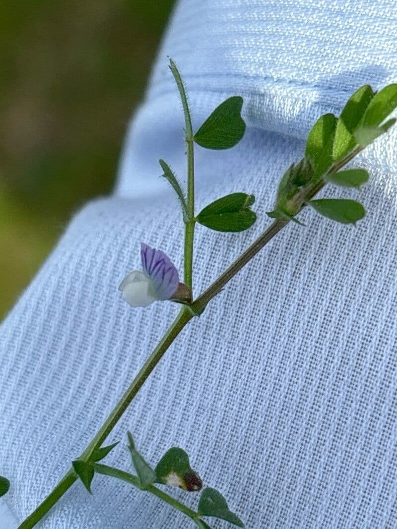 Vicia lathyroides