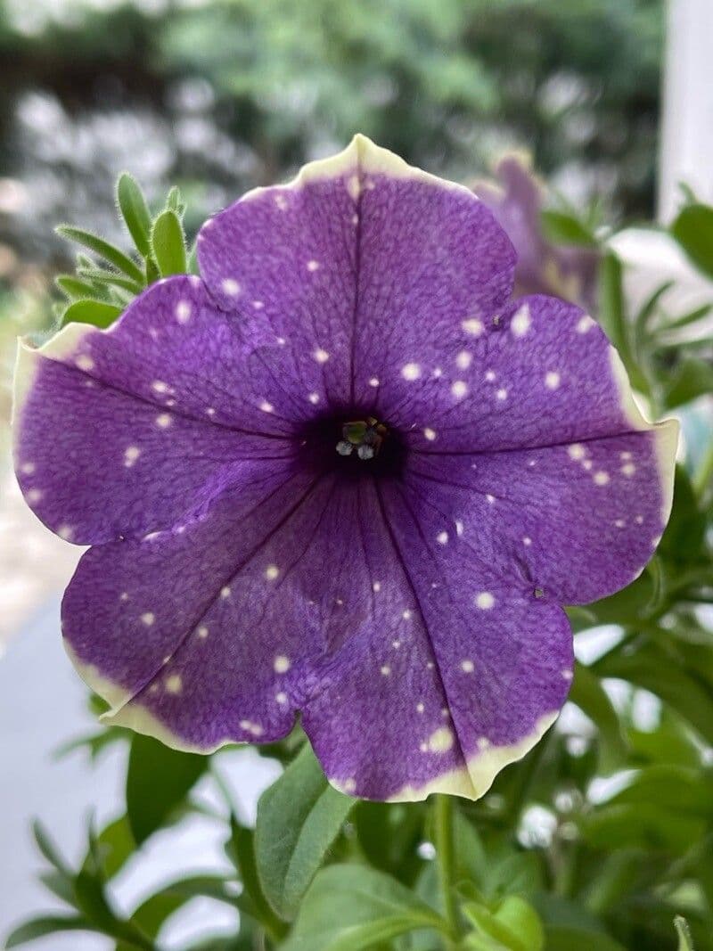 Petunia atkinsiana