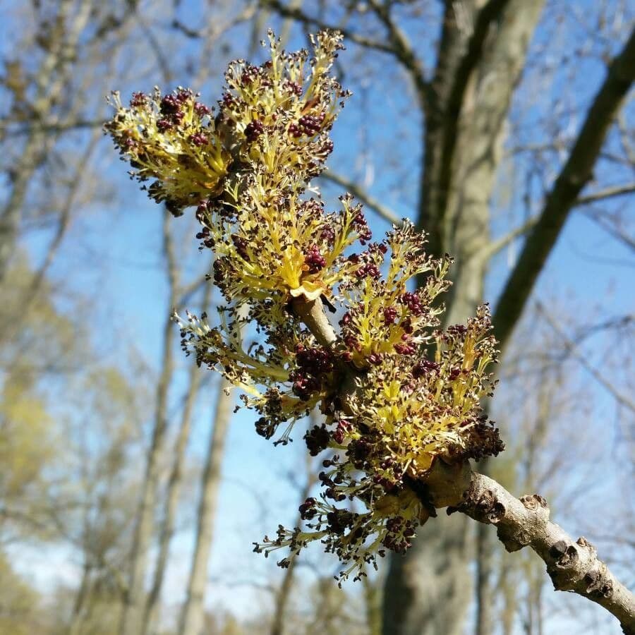 Fraxinus excelsior