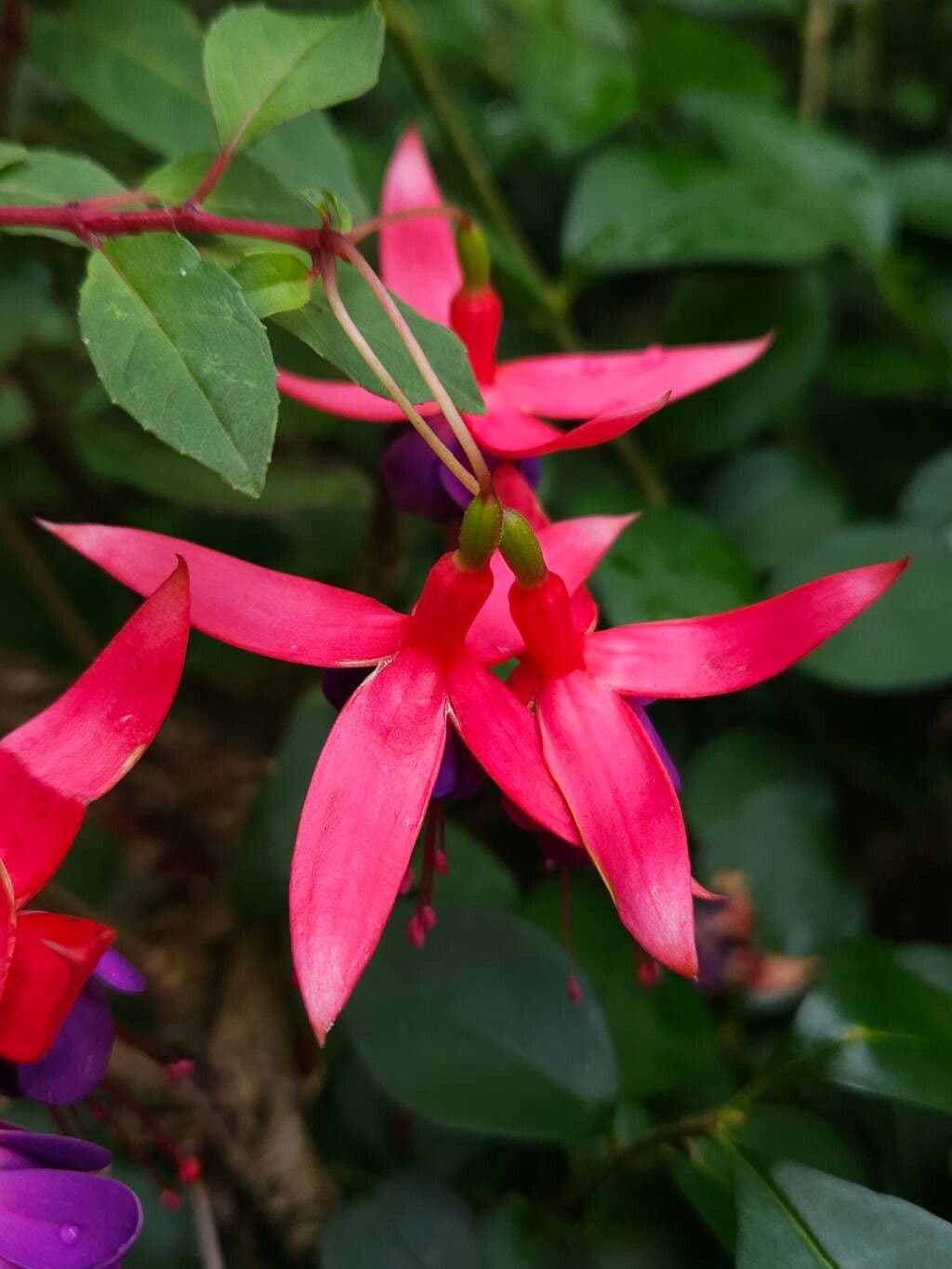 Fuchsia magellanica