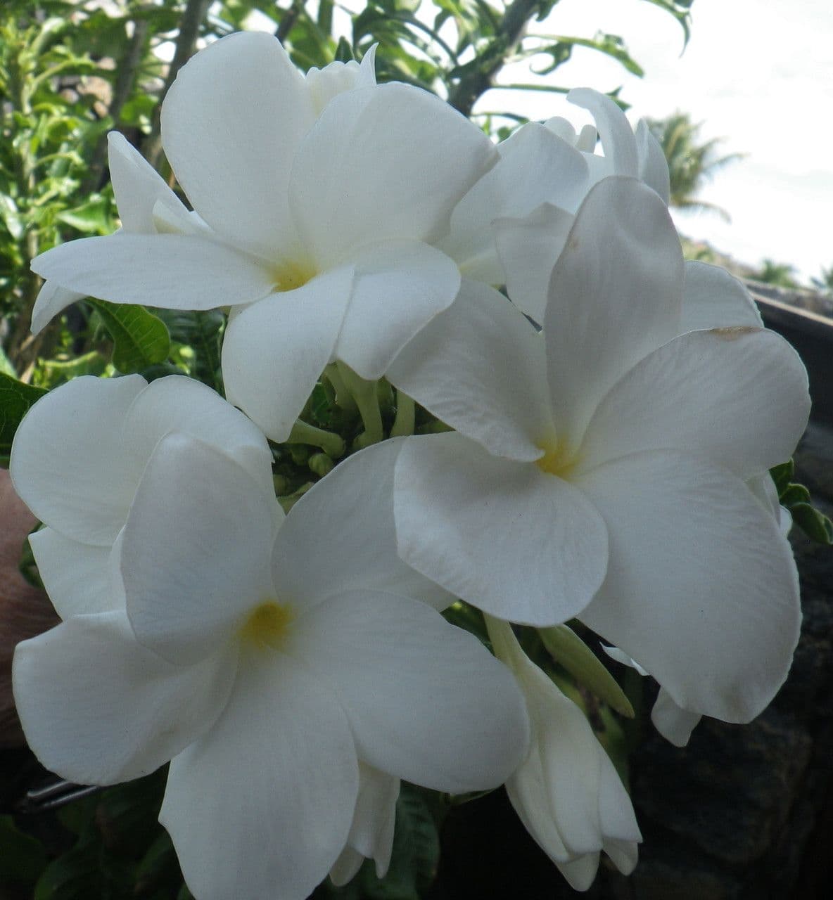 Dovyalis caffra