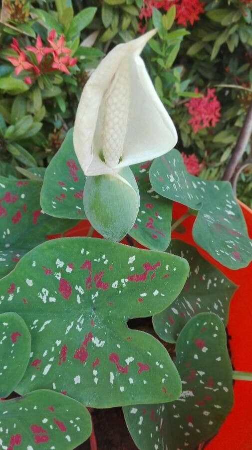 Caladium bicolor