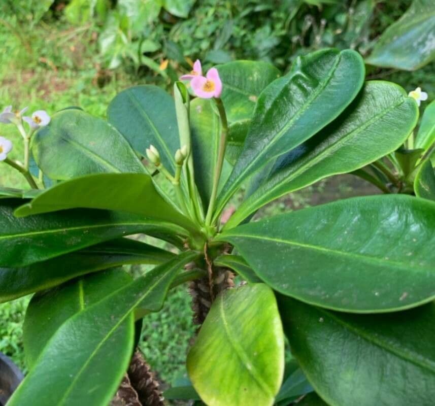 Euphorbia lophogona