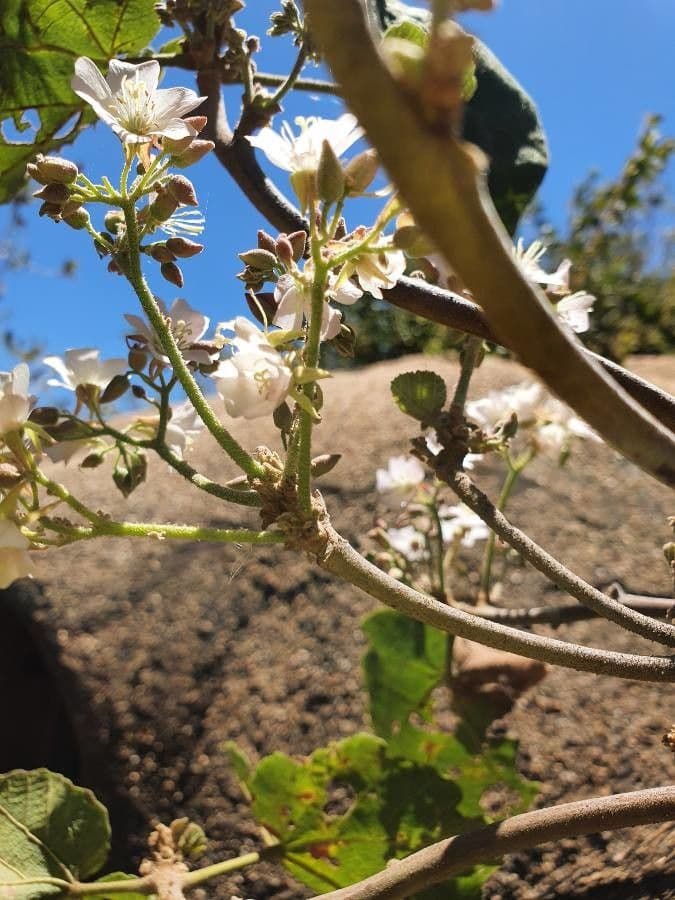 Dombeya rotundifolia