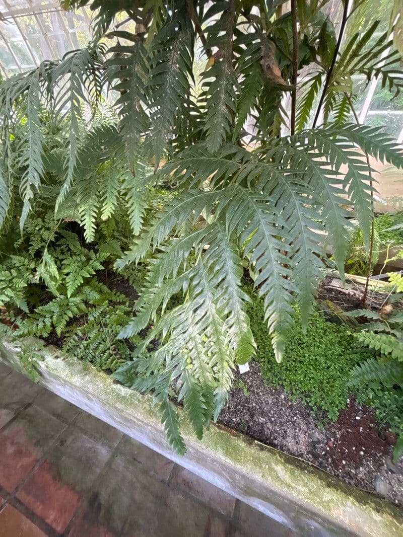 Woodwardia radicans