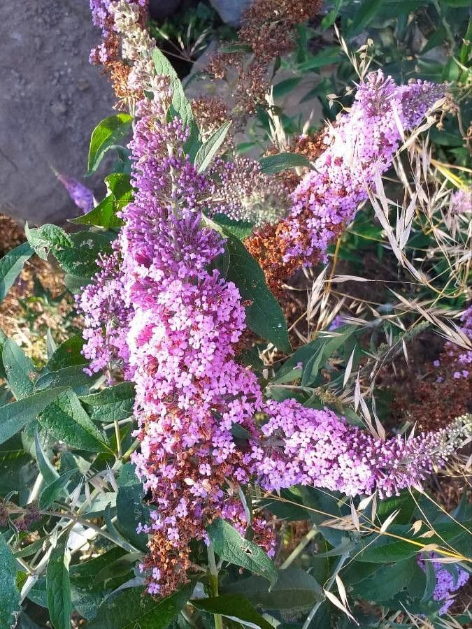 Buddleja davidii