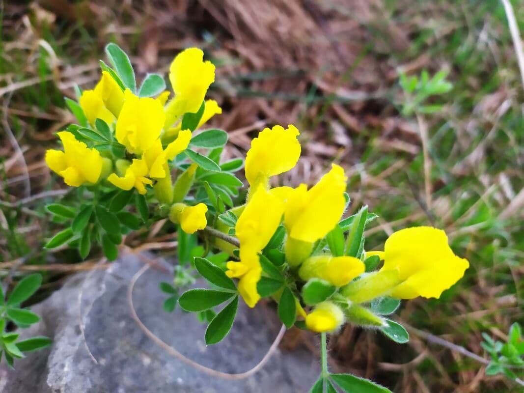 Chamaecytisus supinus