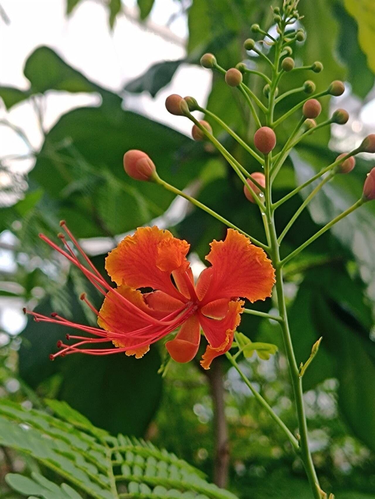 Caesalpinia pulcherrima