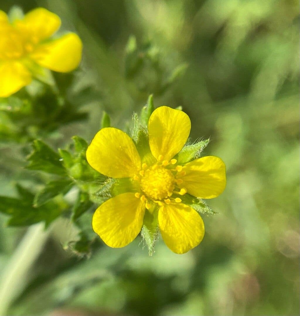 Potentilla intermedia