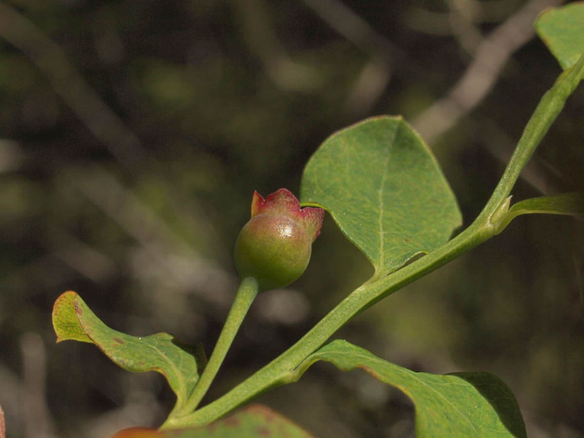 Vaccinium parvifolium