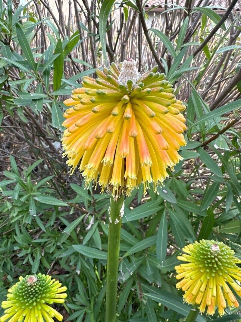 Kniphofia linearifolia