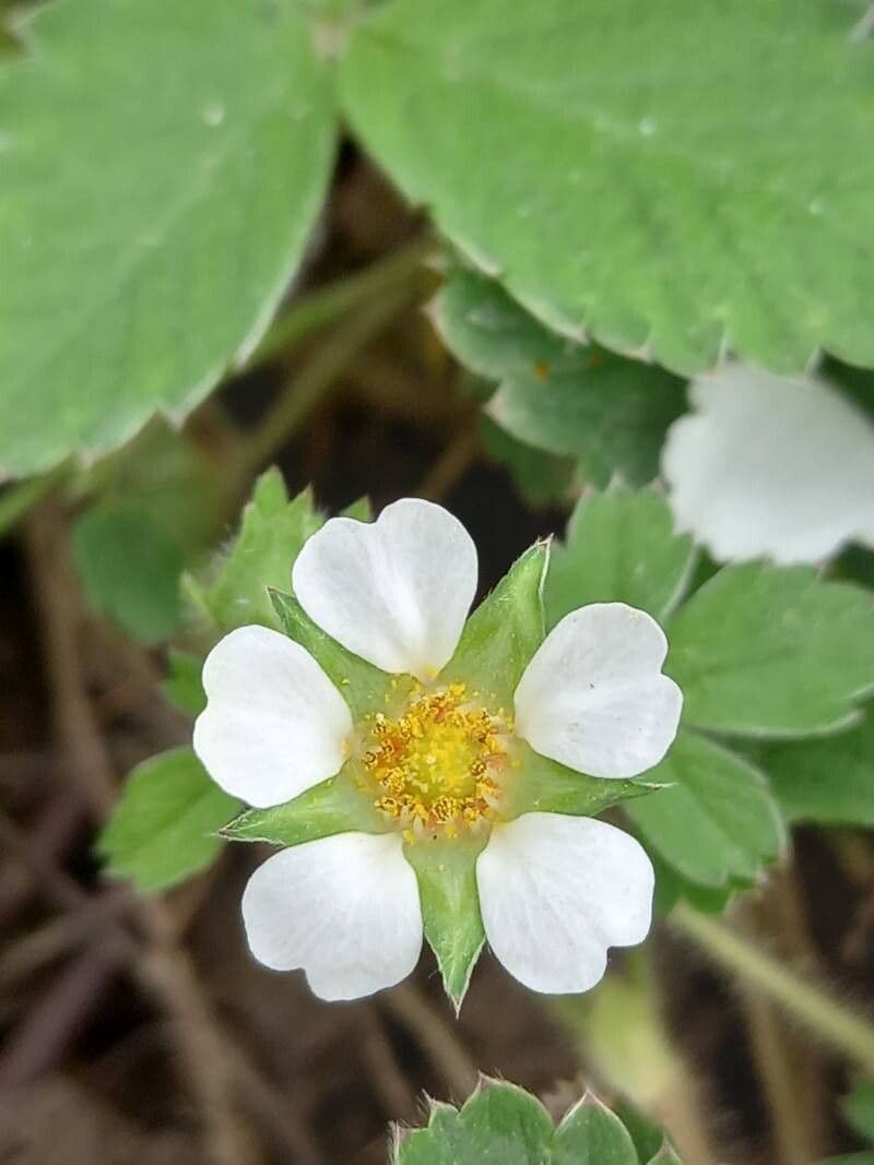 Potentilla sterilis