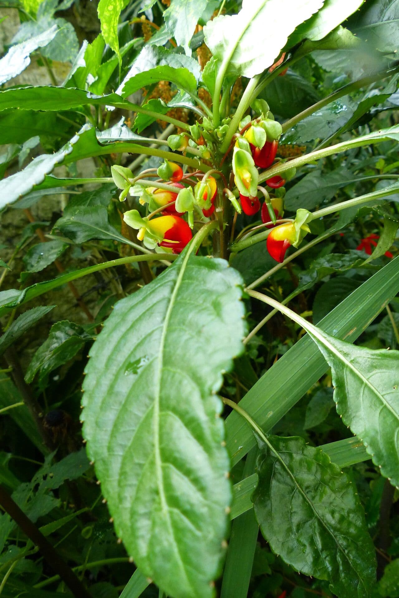 Impatiens niamniamensis