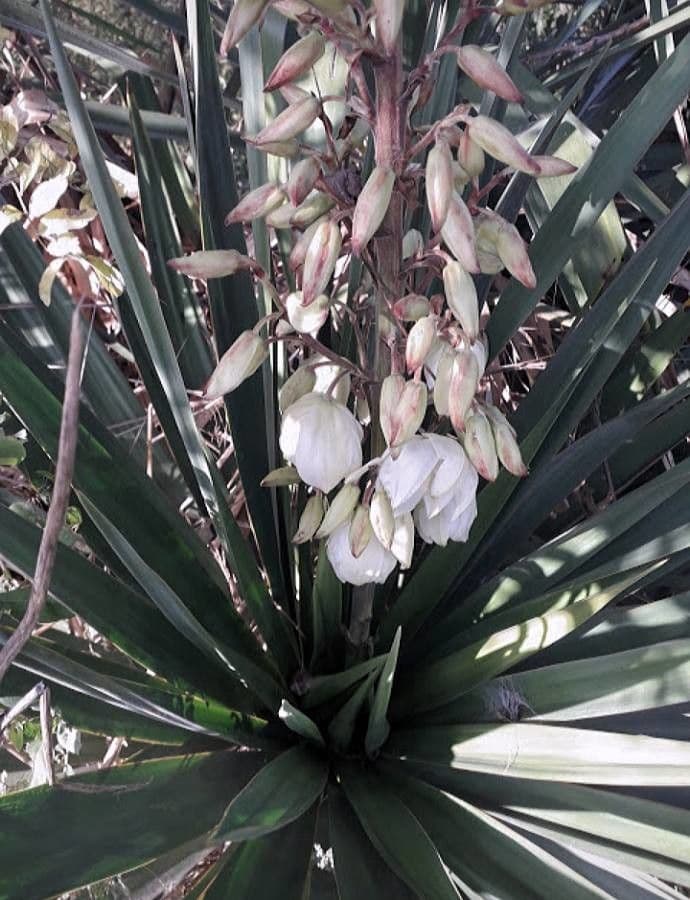 Yucca gloriosa