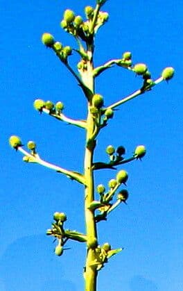 Eryngium pandanifolium