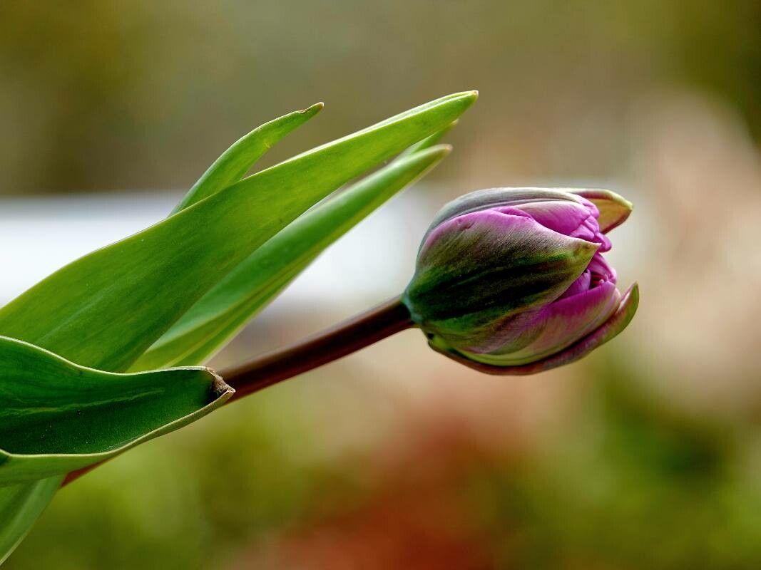 Tulipa humilis