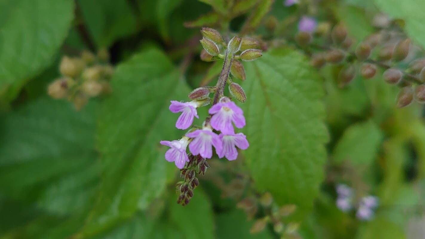 Priva lappulacea