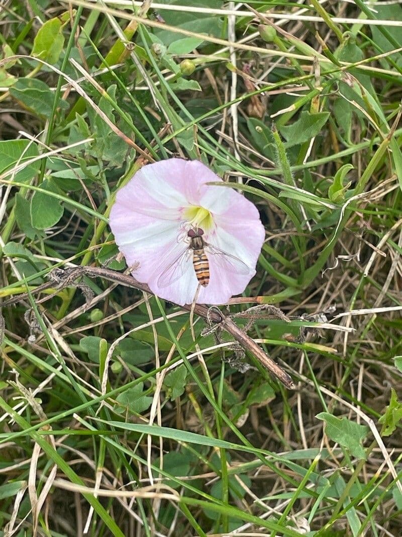 Convolvulus arvensis