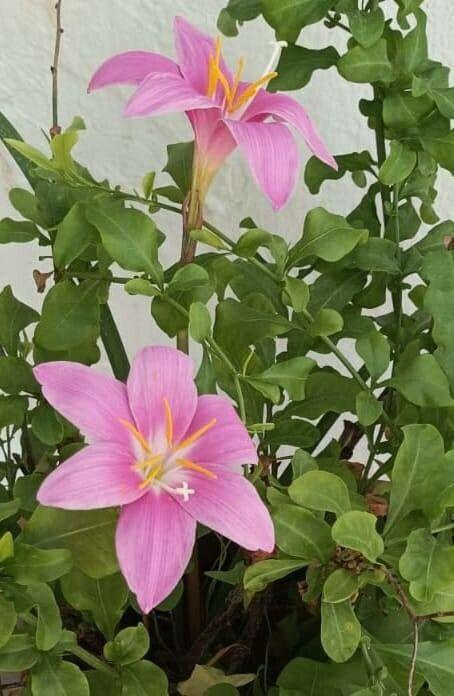 Zephyranthes carinata