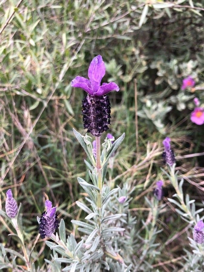 Lavandula stoechas