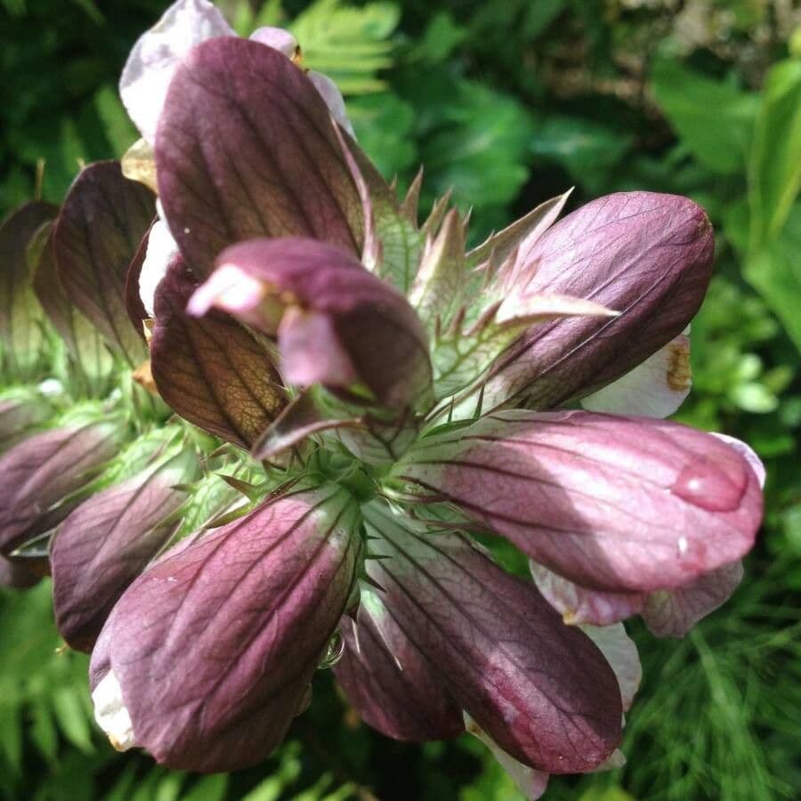 Acanthus mollis