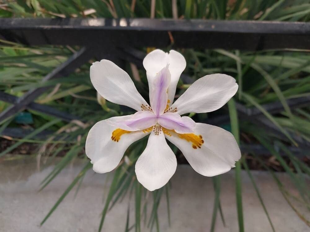 Dietes iridioides