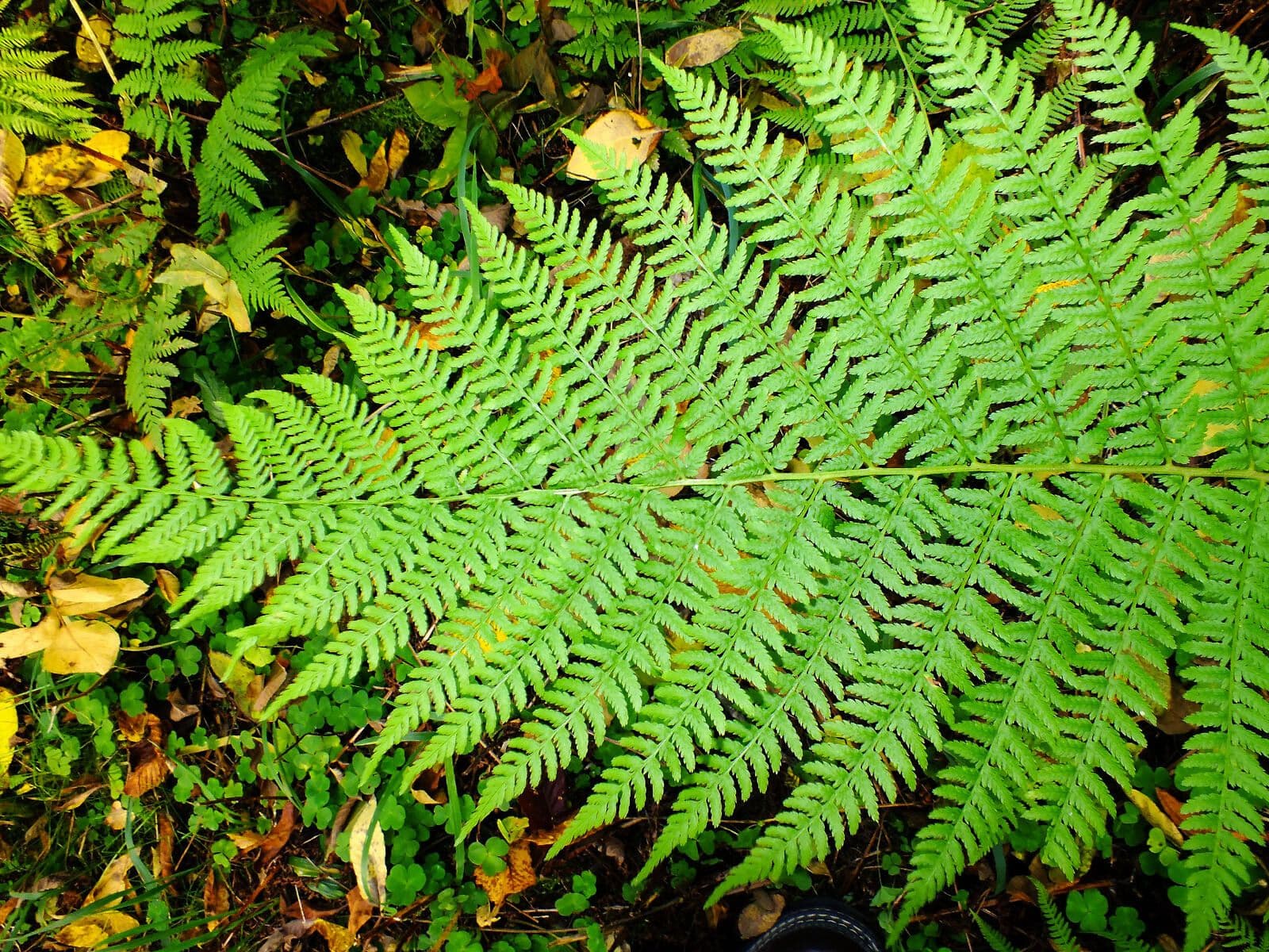 Athyrium filix-femina