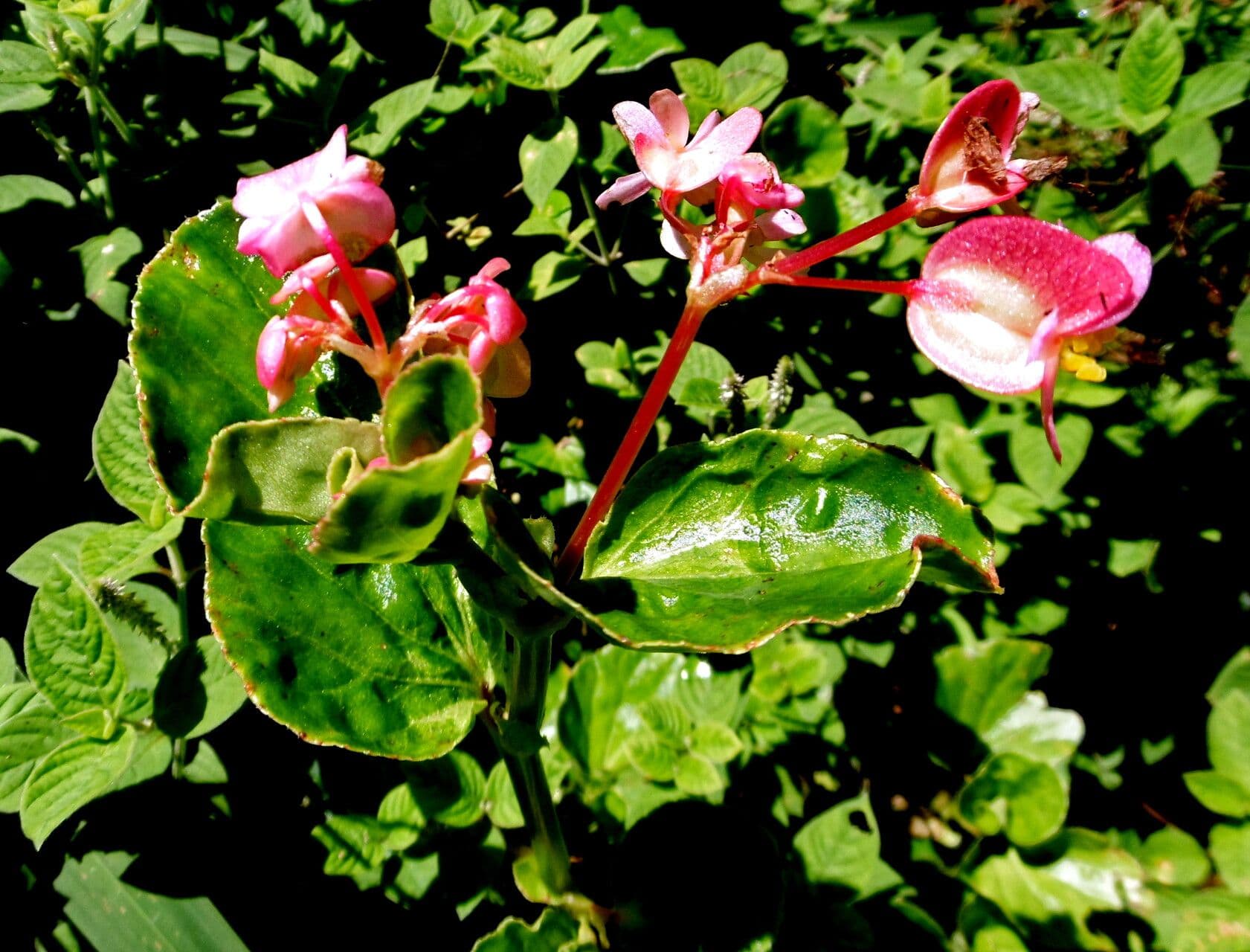 Begonia minor