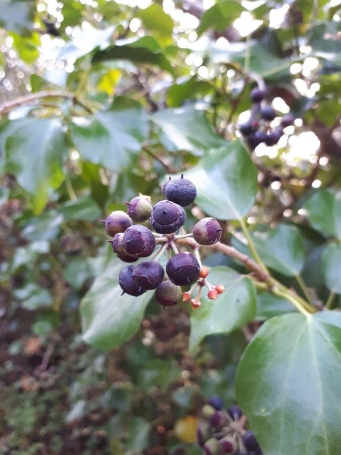 Hedera helix