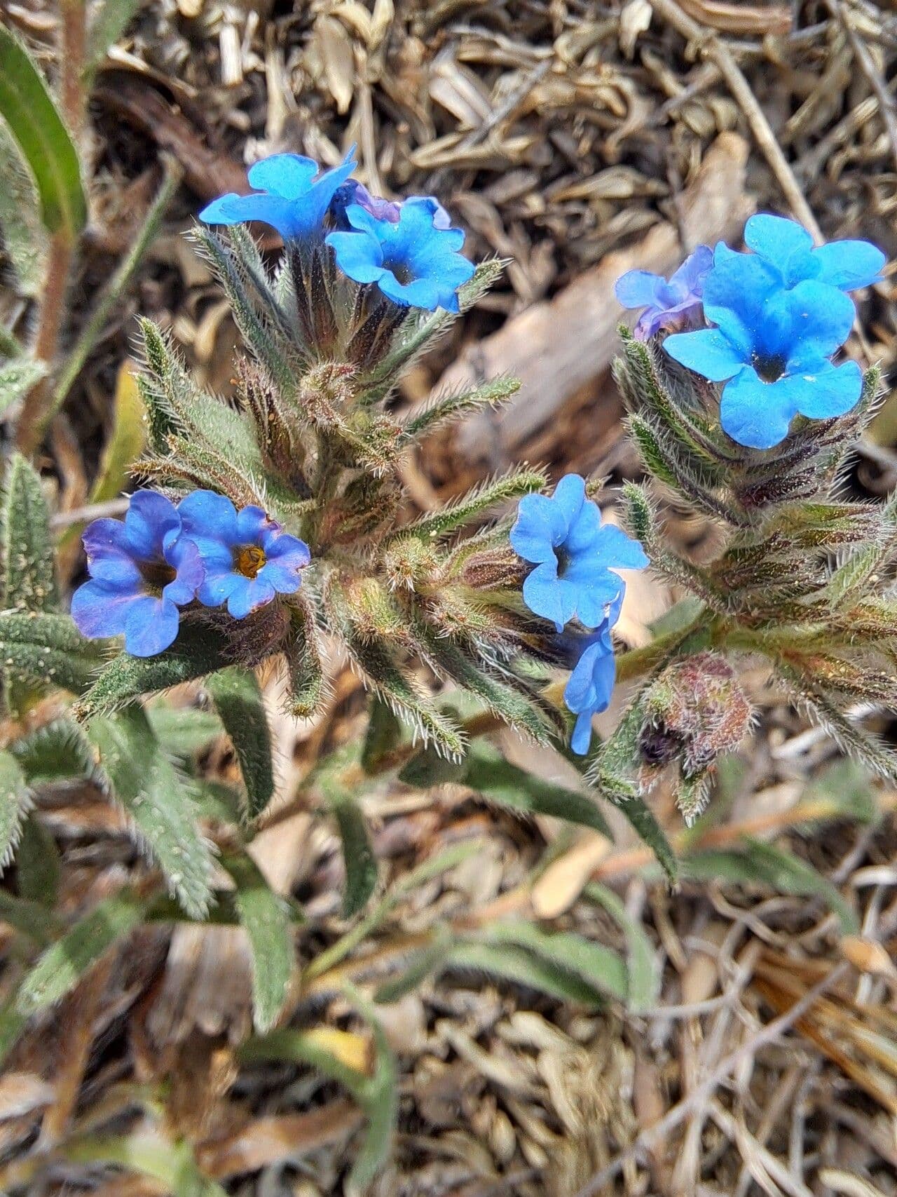 Alkanna tinctoria