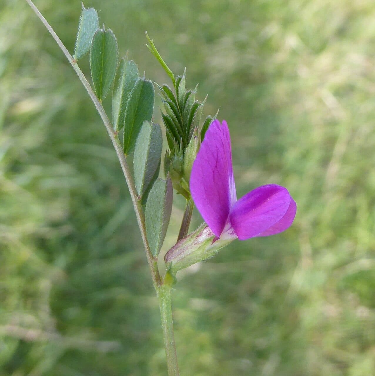 Vicia pyrenaica