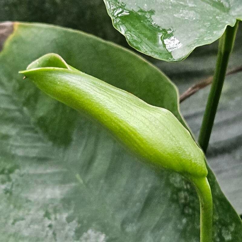 Calla palustris