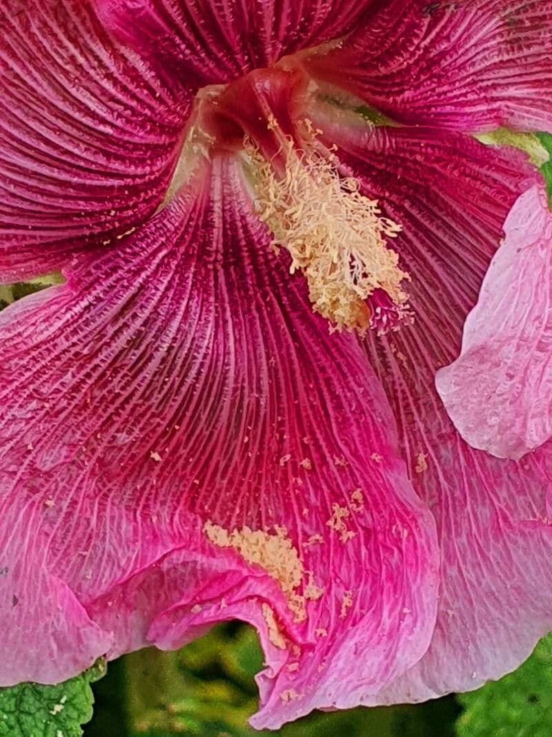 Alcea setosa