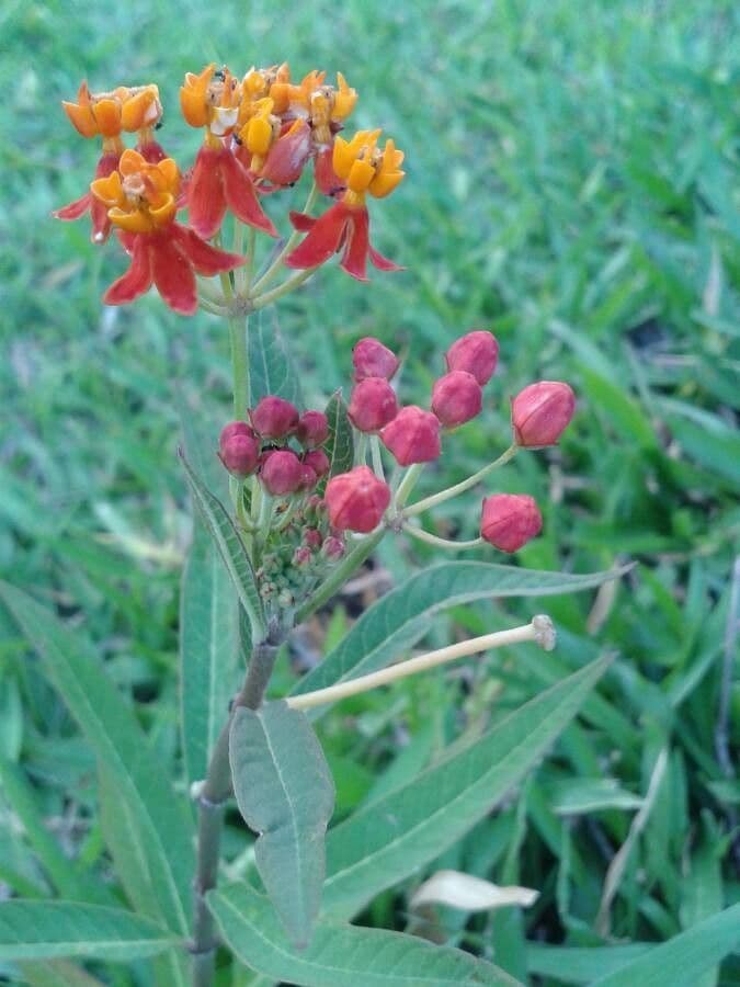 Asclepias curassavica