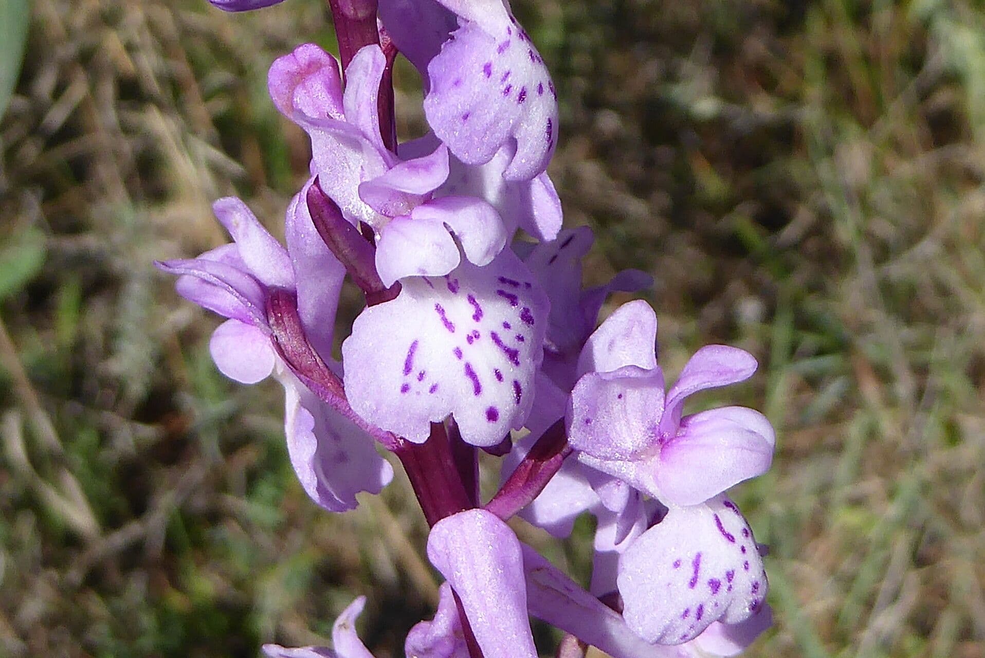 Orchis olbiensis
