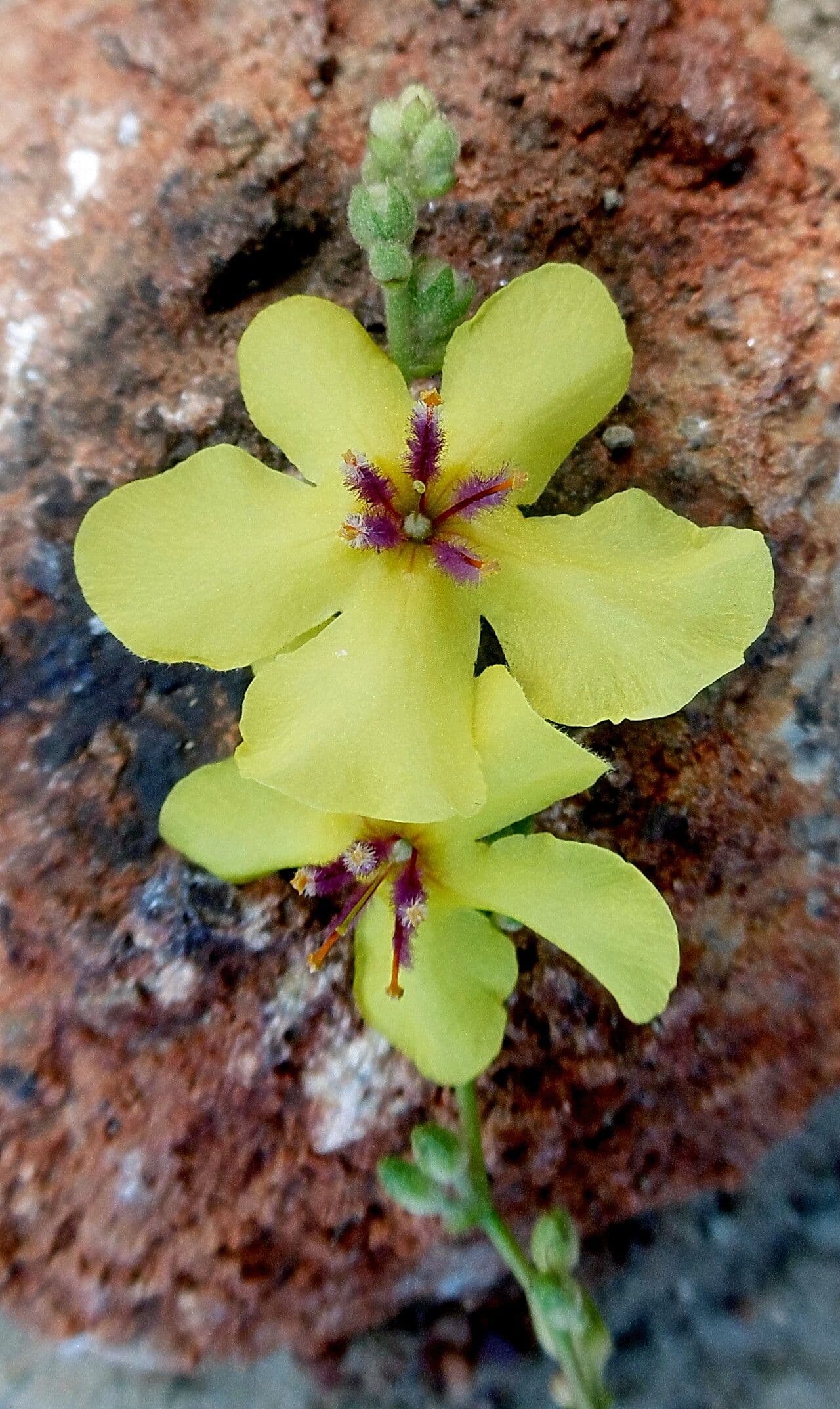 Verbascum sinuatum