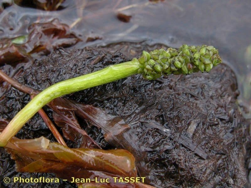 Potamogeton gramineus