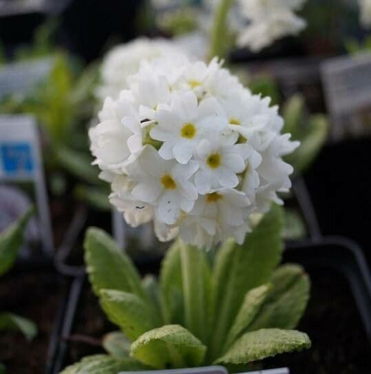 Primula denticulata