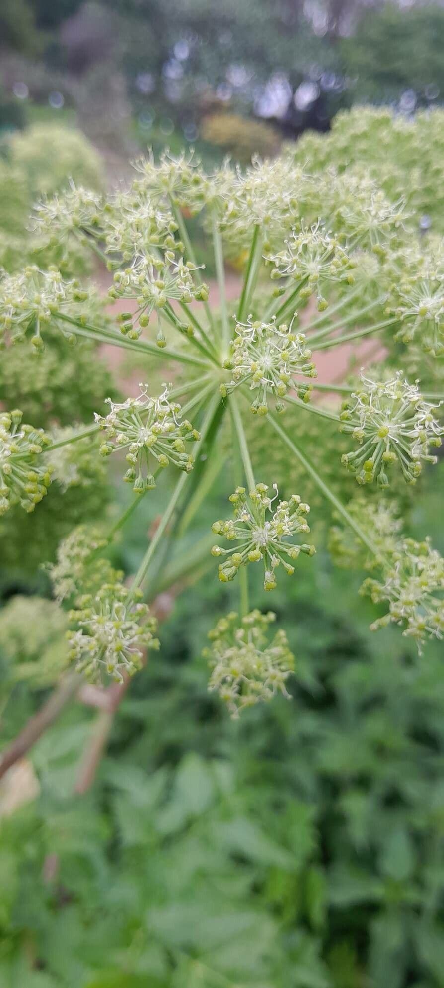 Angelica archangelica