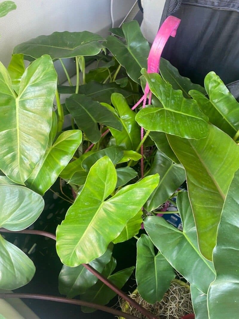 Philodendron burle-marxii