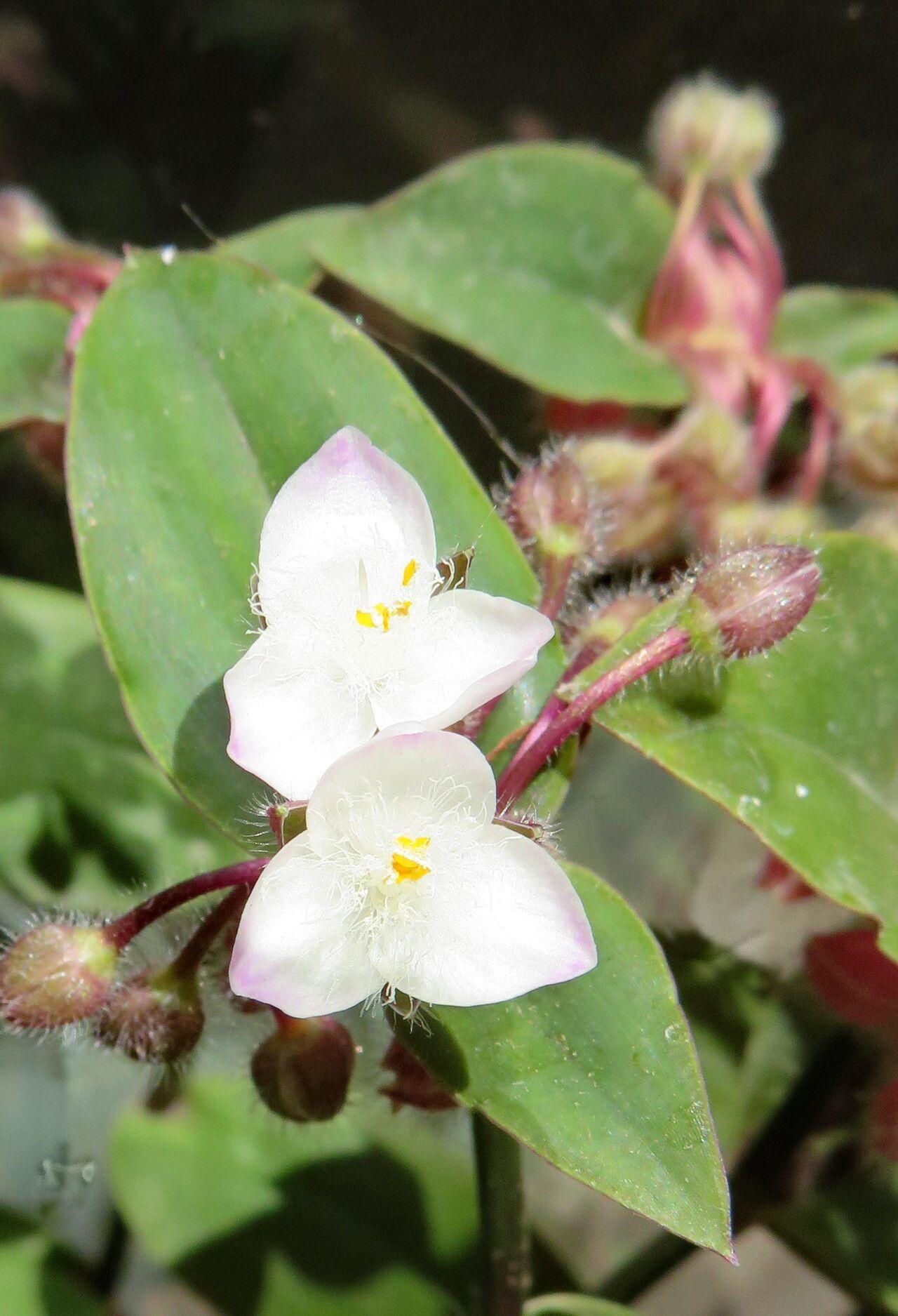 Tradescantia cerinthoides