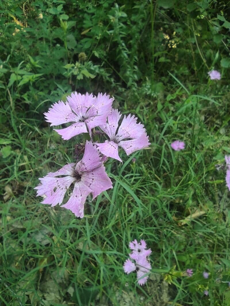 Dianthus seguieri