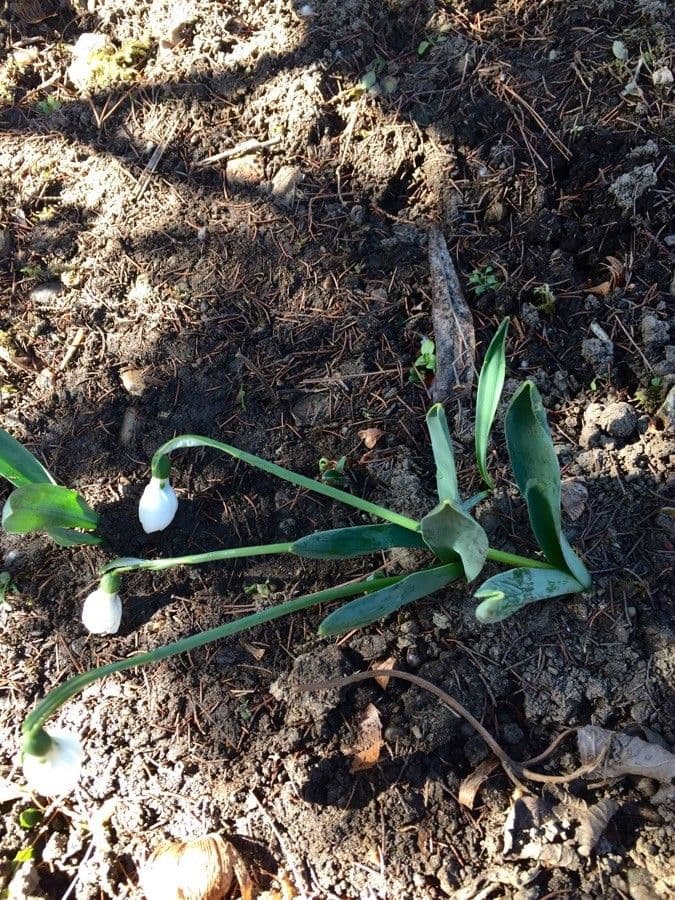 Galanthus elwesii