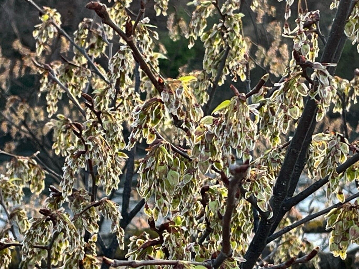 Ulmus laevis