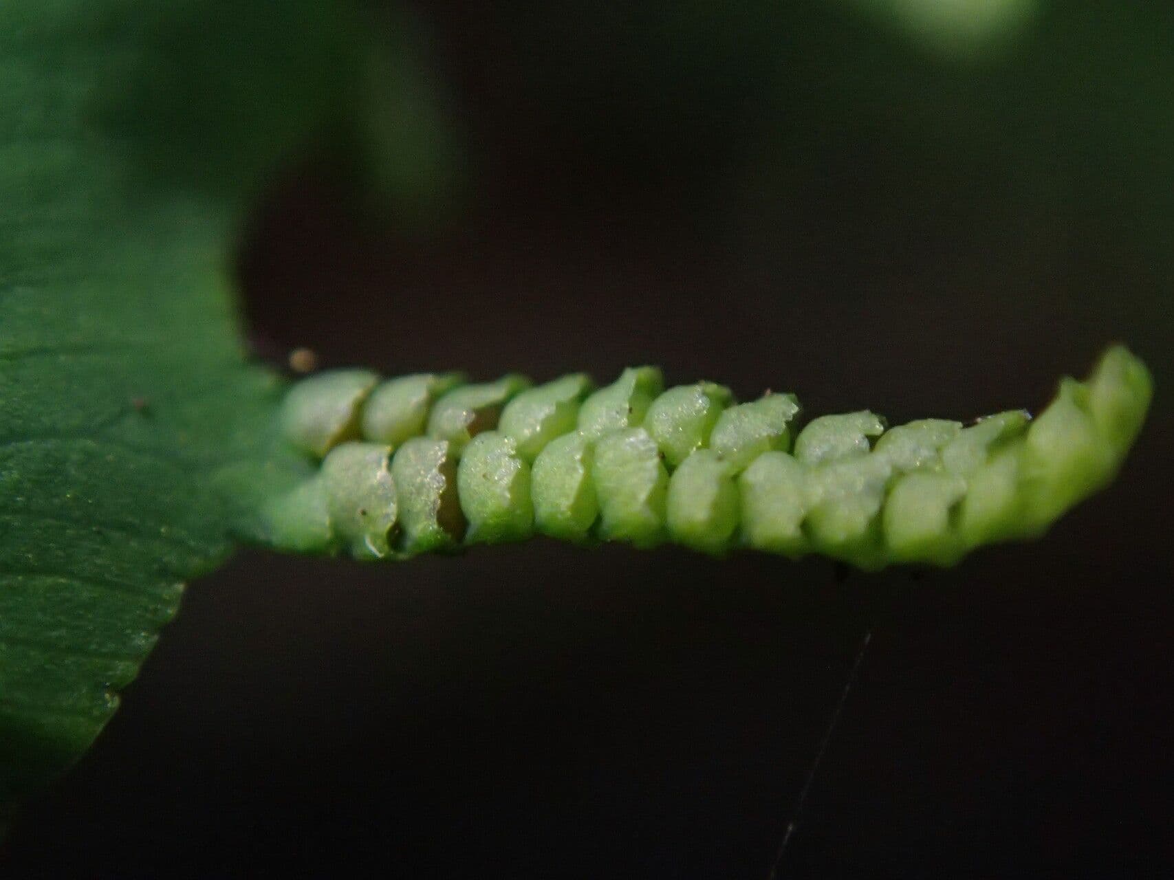 Lygodium microphyllum