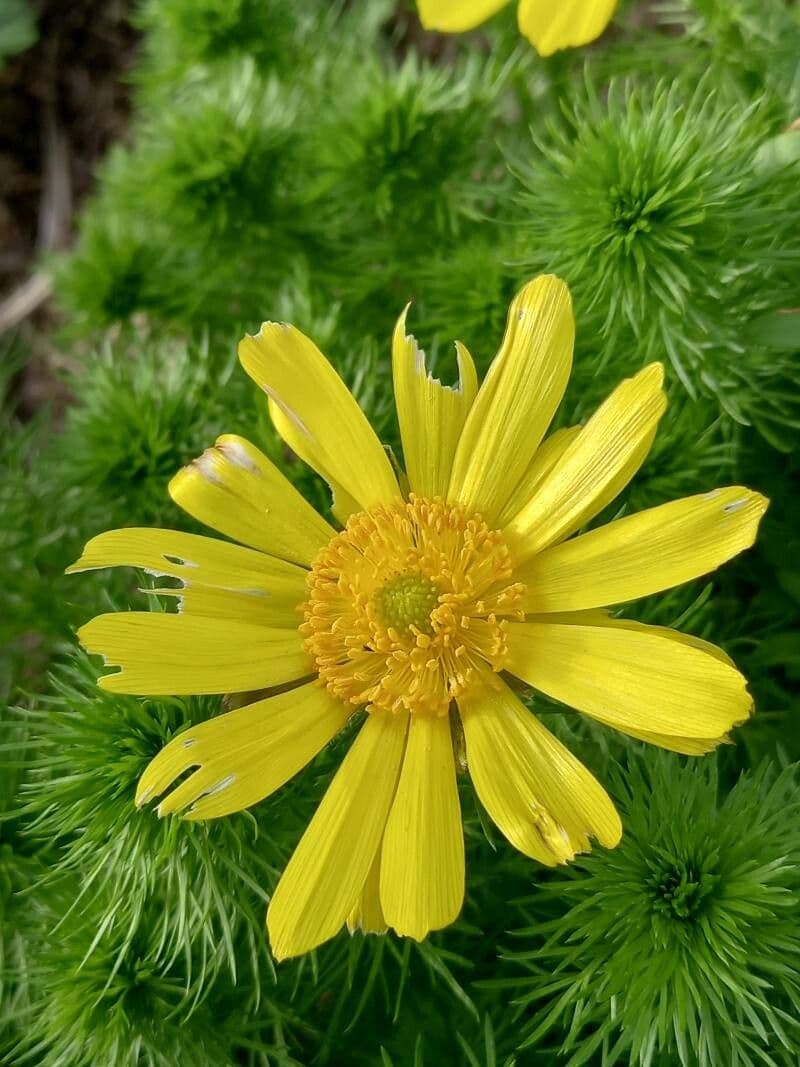 Adonis vernalis